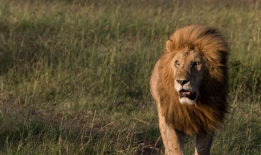 狮子视频,探寻非洲草原霸主的传奇故事